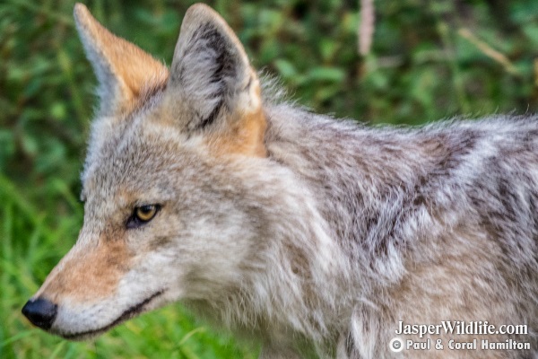 Jasper Coyote in 2018 - Wildlife 2