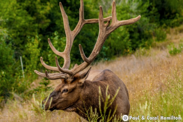 Jasper elk male 2018 - Wildlife