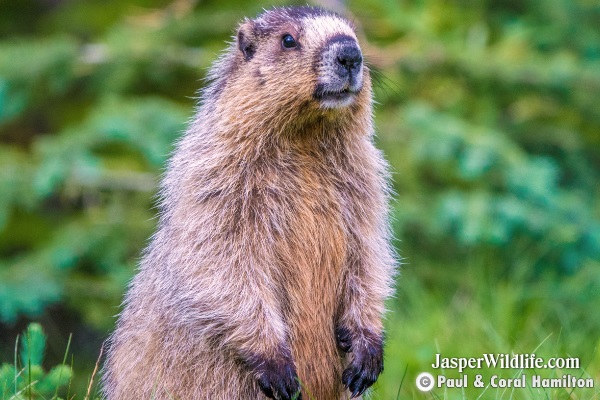 Marmot - Jasper Wildlife Tours