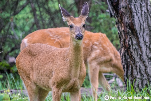 Whitetail Deer - Jasper Wildlife Tours