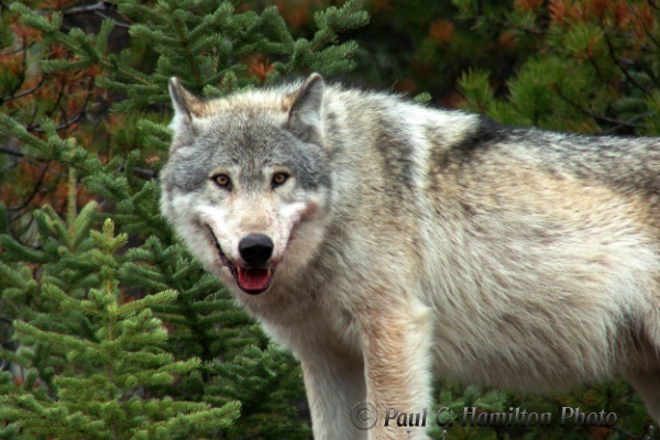 Wolf - Jasper Wildlife Tours