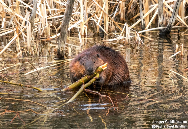 Beaver in Jasper, Alberta