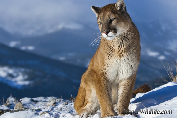 Cougar - Mountain Lion or Puma - Jasper Wildlife Tours