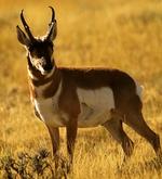 Pronghorn - Antelope in Jasper, Alberta