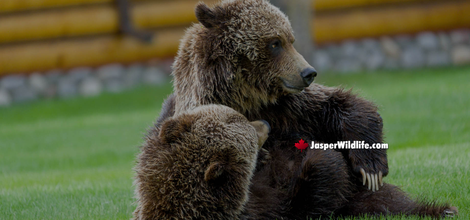 Grizzly Bear Family - Jasper Wildlife Tours