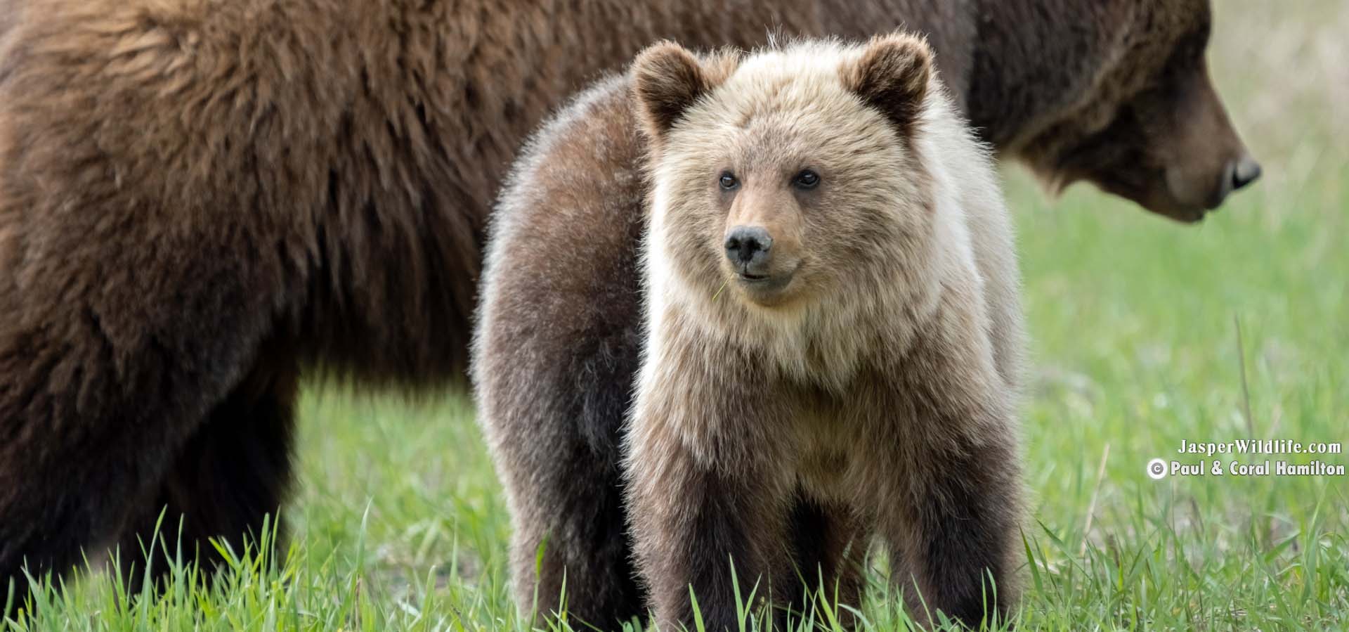 Jasper Wildlife Tours - Grizzly Bears